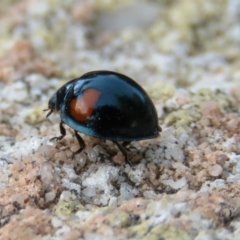 Orcus bilunulatus at Yarralumla, ACT - 19 Apr 2016