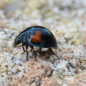 Orcus bilunulatus at Yarralumla, ACT - 19 Apr 2016 01:38 PM