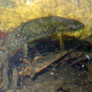 Salmo trutta at Paddys River, ACT - 6 Jan 2017