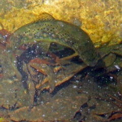 Salmo trutta at Paddys River, ACT - 6 Jan 2017 10:08 AM