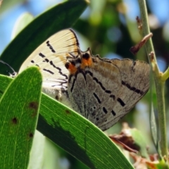 Jalmenus evagoras (Imperial Hairstreak) at Tidbinbilla Nature Reserve - 6 Jan 2017 by RodDeb