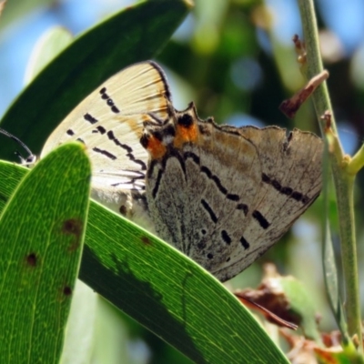 Jalmenus evagoras (Imperial Hairstreak) at Tidbinbilla Nature Reserve - 6 Jan 2017 by RodDeb