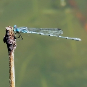 Austrolestes leda at Paddys River, ACT - 21 Sep 2017 02:35 PM