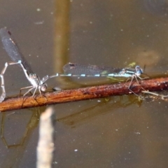 Austrolestes leda at Paddys River, ACT - 21 Sep 2017 02:35 PM