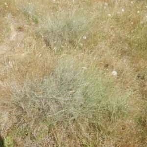 Eragrostis curvula at Belconnen, ACT - 27 Nov 2017