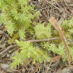 Juniperus communis at Bruce, ACT - 5 Dec 2017