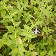 Vinca major (Blue Periwinkle) at Bruce, ACT - 5 Dec 2017 by MichaelMulvaney