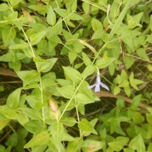 Vinca major at Bruce, ACT - 5 Dec 2017 02:08 PM