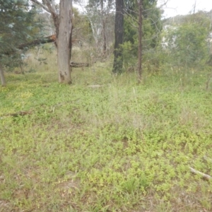 Vinca major at Bruce, ACT - 5 Dec 2017 02:08 PM