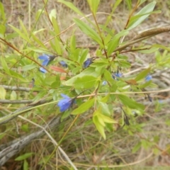 Billardiera heterophylla (Western Australian Bluebell Creeper) at Bruce, ACT - 5 Dec 2017 by MichaelMulvaney