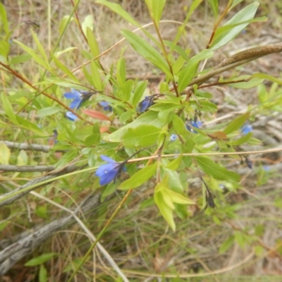 Billardiera heterophylla (Western Australian Bluebell Creeper) at Bruce, ACT - 5 Dec 2017 by MichaelMulvaney