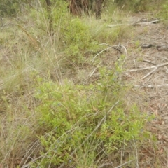 Billardiera heterophylla at Bruce, ACT - 5 Dec 2017 02:21 PM