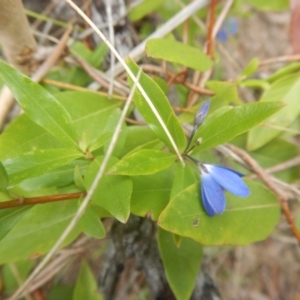 Billardiera heterophylla at Bruce, ACT - 5 Dec 2017 02:21 PM