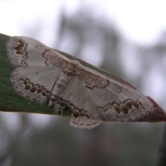 Dithalama cosmospila (Grey Spotted Wave) at Mount Taylor - 3 Dec 2017 by MatthewFrawley