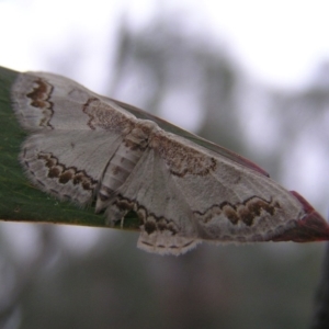 Dithalama cosmospila at Kambah, ACT - 3 Dec 2017 11:48 AM