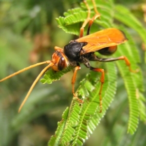 Cryptocheilus bicolor at Kambah, ACT - 3 Dec 2017