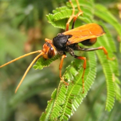 Cryptocheilus australis (Golden spider wasp) at Kambah, ACT - 3 Dec 2017 by MatthewFrawley