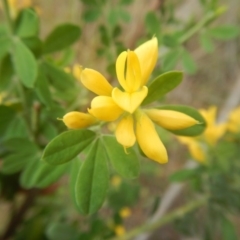 Genista monspessulana (Cape Broom, Montpellier Broom) at Bruce, ACT - 5 Dec 2017 by MichaelMulvaney