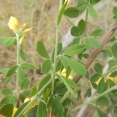 Genista monspessulana at Bruce, ACT - 5 Dec 2017