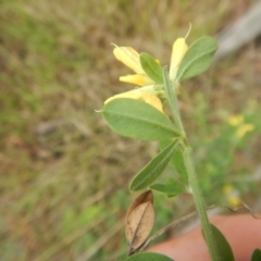 Genista monspessulana at Bruce, ACT - 5 Dec 2017