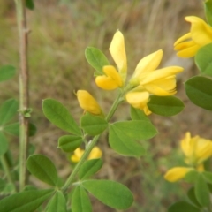 Genista monspessulana at Bruce, ACT - 5 Dec 2017