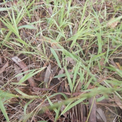 Ehrharta erecta (Panic Veldtgrass) at Bruce, ACT - 5 Dec 2017 by MichaelMulvaney