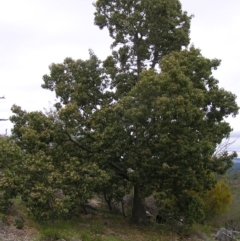 Brachychiton populneus subsp. populneus at Mount Taylor - 3 Dec 2017