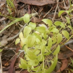 Asparagus asparagoides at Aranda, ACT - 5 Dec 2017 02:50 PM