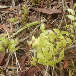 Asparagus asparagoides at Aranda, ACT - 5 Dec 2017