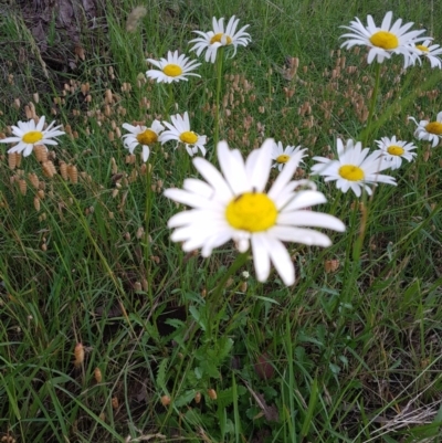 Leucanthemum vulgare (Ox-eye Daisy) at Kaleen, ACT - 5 Dec 2017 by ACTBioSecurity