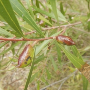 Hakea eriantha at Bruce, ACT - 5 Dec 2017 02:41 PM