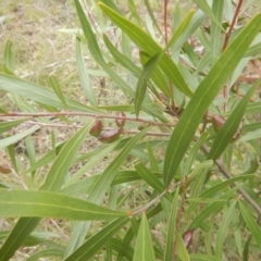 Hakea eriantha at Bruce, ACT - 5 Dec 2017 02:41 PM