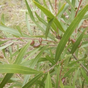 Hakea eriantha at Bruce, ACT - 5 Dec 2017