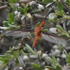 Leptotarsus (Macromastix) costalis (Common Brown Crane Fly) at Tidbinbilla Nature Reserve - 5 Dec 2017 by JohnBundock