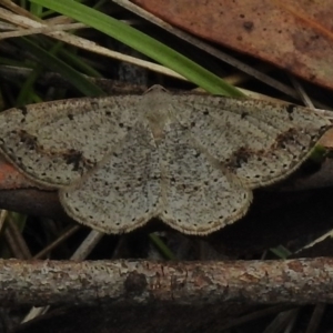 Taxeotis intextata at Paddys River, ACT - 5 Dec 2017 12:27 PM