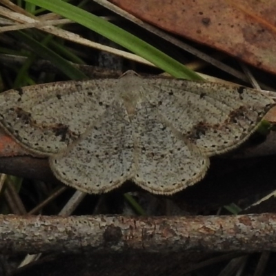 Taxeotis intextata (Looper Moth, Grey Taxeotis) at Tidbinbilla Nature Reserve - 5 Dec 2017 by JohnBundock