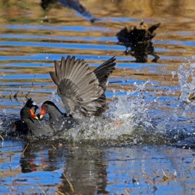 Gallinula tenebrosa (Dusky Moorhen) at Fyshwick, ACT - 11 Jun 2017 by RodDeb