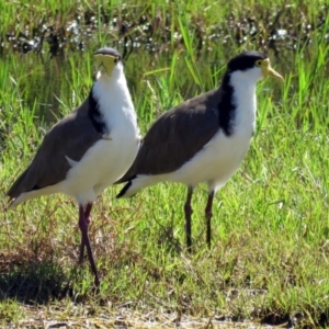 Vanellus miles at Fyshwick, ACT - 14 Jan 2017