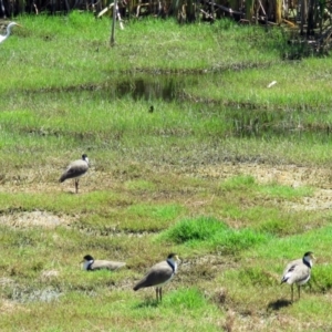 Vanellus miles at Fyshwick, ACT - 14 Jan 2017