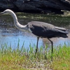 Ardea pacifica (White-necked Heron) at Fyshwick, ACT - 14 Jan 2017 by RodDeb