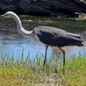 Ardea pacifica at Fyshwick, ACT - 14 Jan 2017