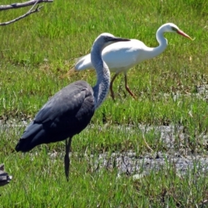 Ardea pacifica at Fyshwick, ACT - 14 Jan 2017