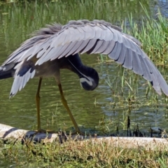 Egretta novaehollandiae (White-faced Heron) at Fyshwick, ACT - 30 Jan 2017 by RodDeb