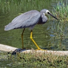 Egretta novaehollandiae at Fyshwick, ACT - 30 Jan 2017 10:49 AM