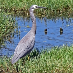 Egretta novaehollandiae at Fyshwick, ACT - 30 Jan 2017