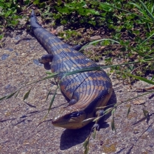 Tiliqua scincoides scincoides at Macarthur, ACT - 19 Nov 2017