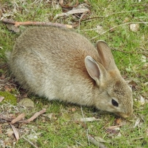 Oryctolagus cuniculus at Majura, ACT - 5 Sep 2017 02:17 PM