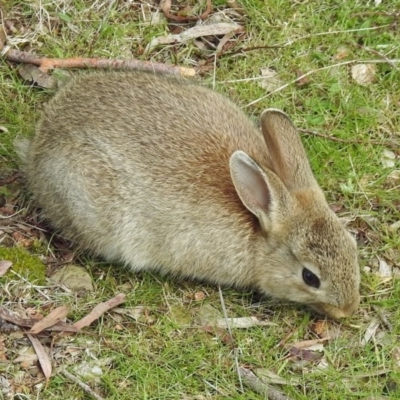 Oryctolagus cuniculus (European Rabbit) at Majura, ACT - 5 Sep 2017 by RodDeb