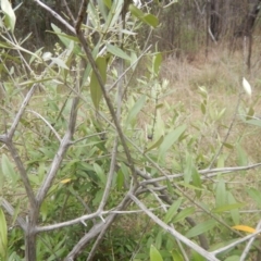 Olea europaea subsp. cuspidata at Bruce, ACT - 5 Dec 2017