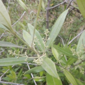 Olea europaea subsp. cuspidata at Bruce, ACT - 5 Dec 2017 02:43 PM